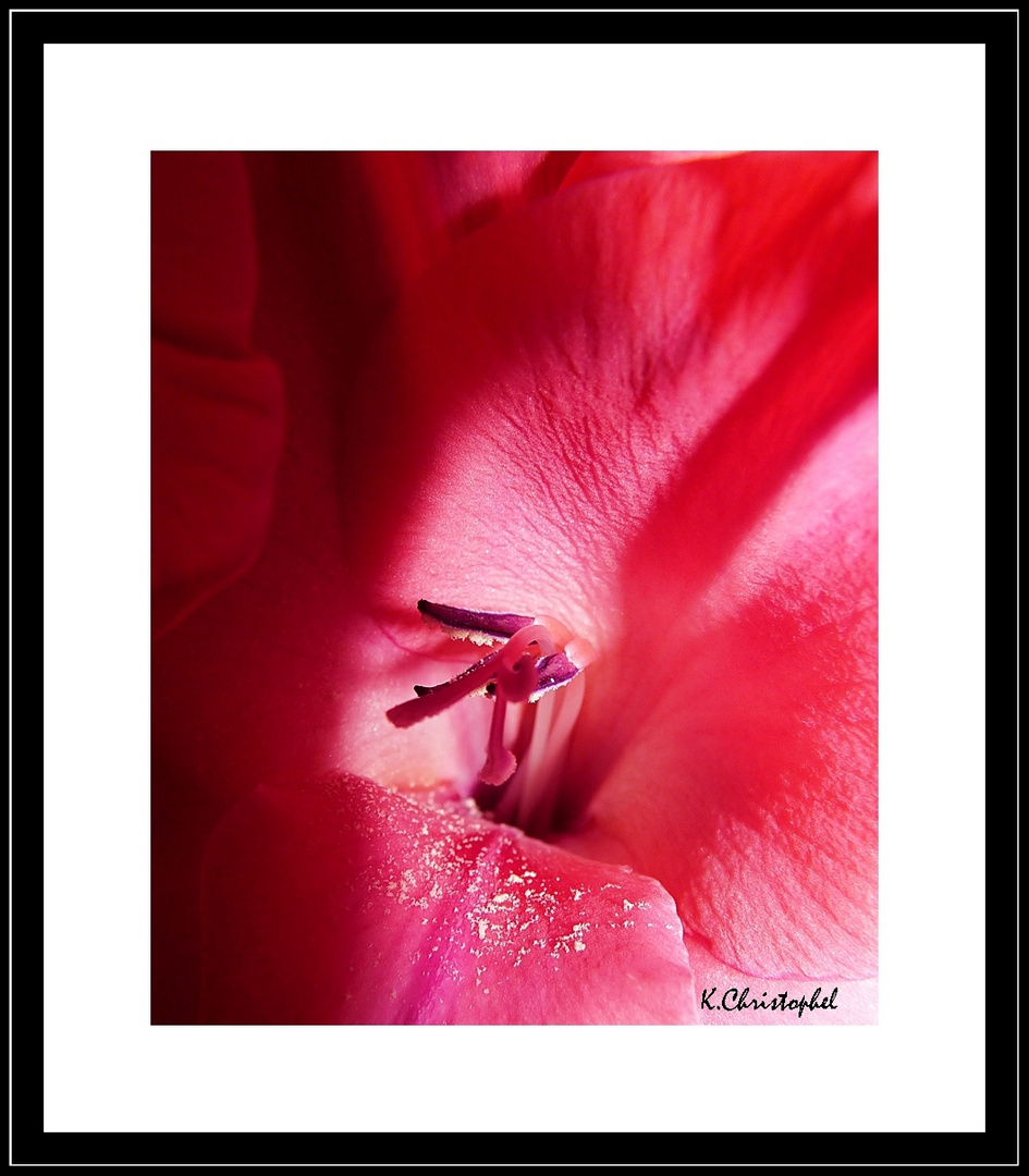 Gladiole