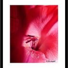 Gladiole