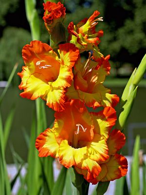 Gladiole...