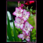 Gladiole