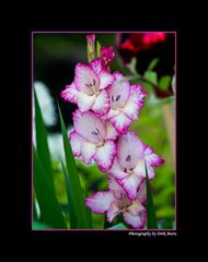 Gladiole