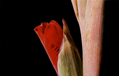 Gladiole