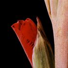 Gladiole