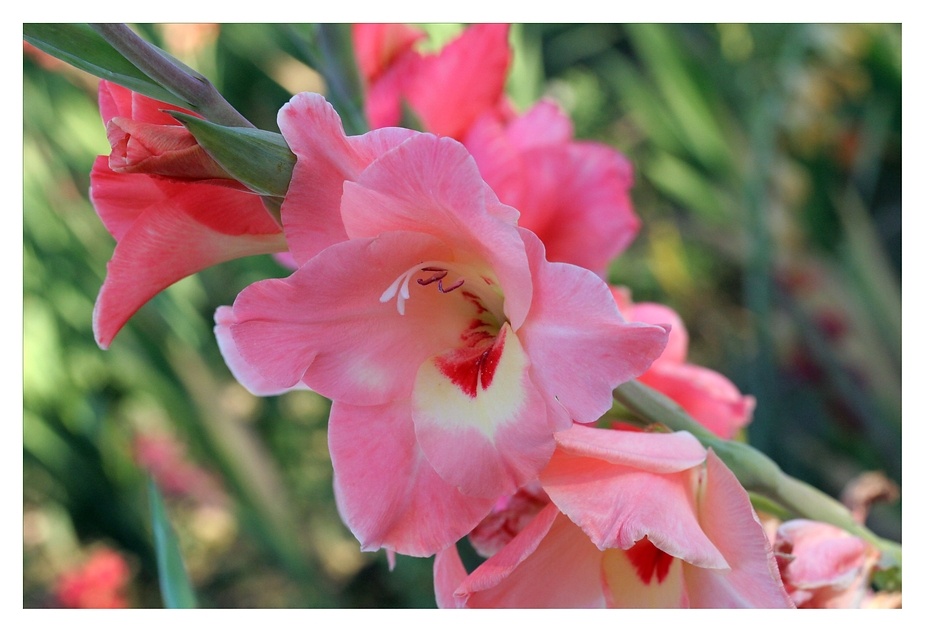 Gladiole