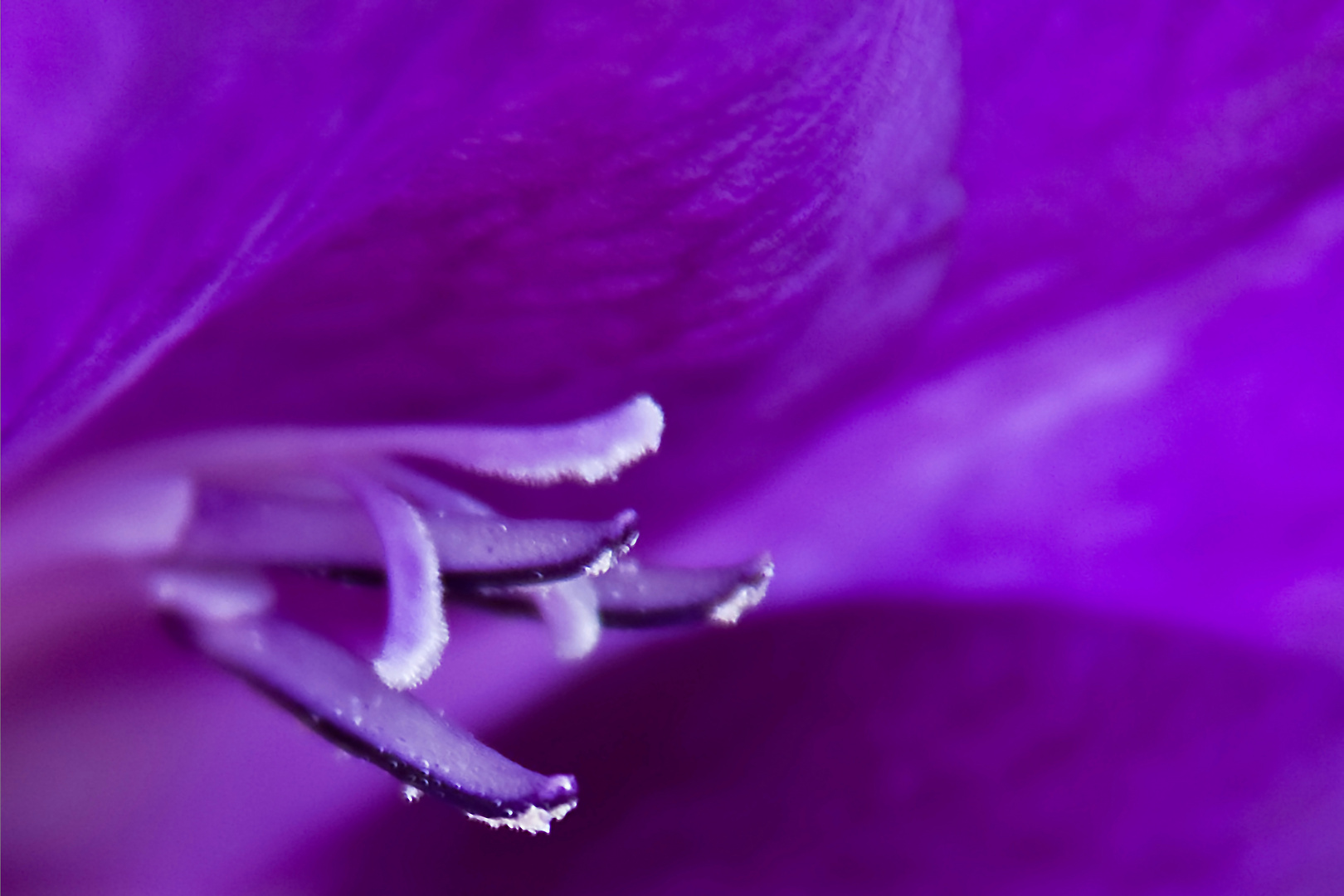 Gladiole