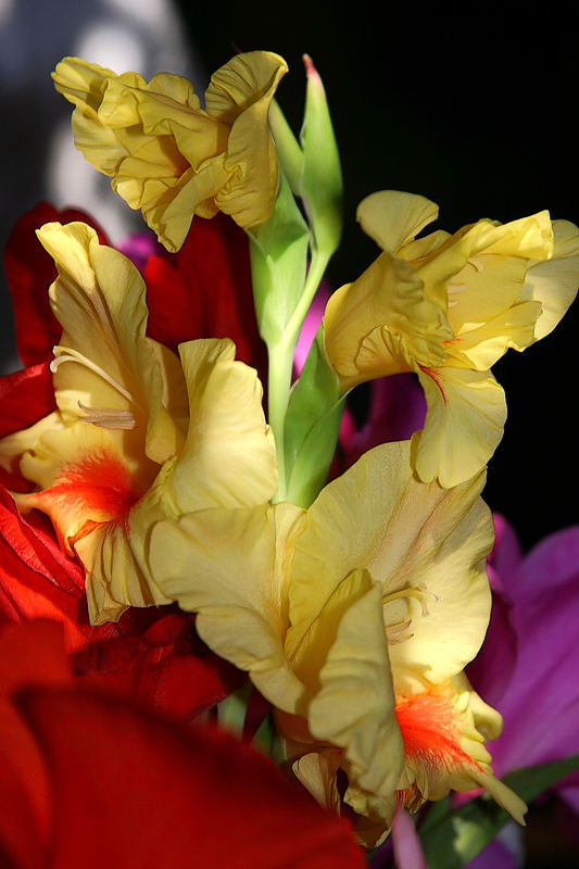 Gladiole