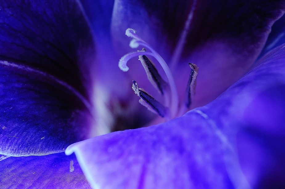 Gladiole