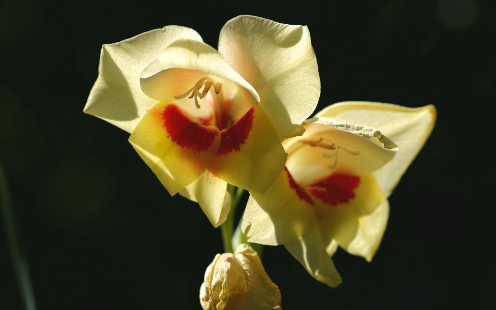 GLADIOLE