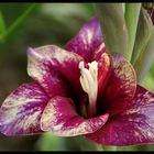 Gladiole