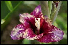 Gladiole