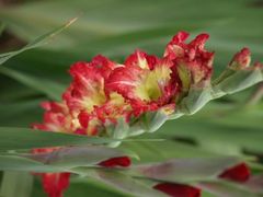 Gladiole