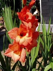 Gladiole