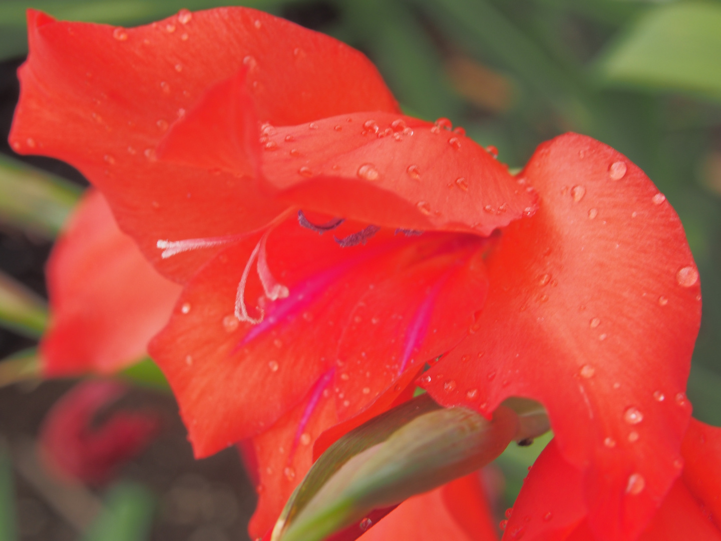 Gladiole