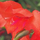 Gladiole