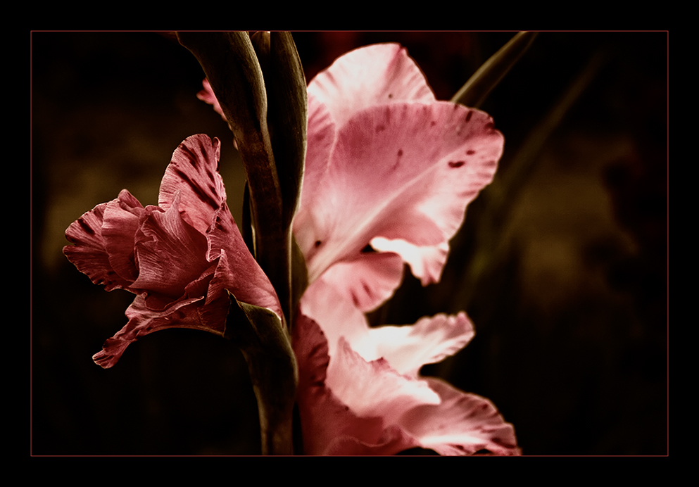 Gladiole