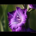 Gladiole