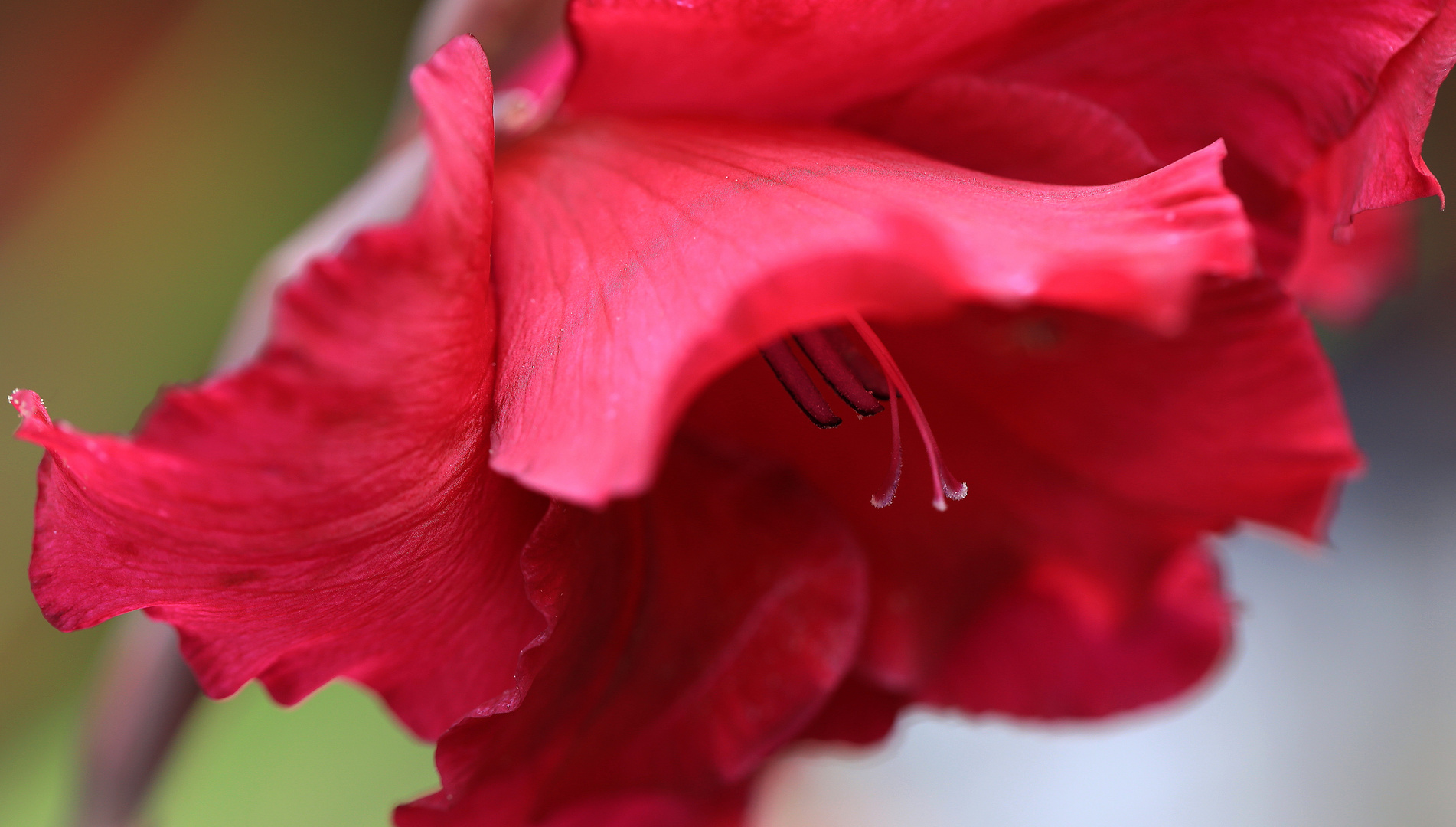 gladiole