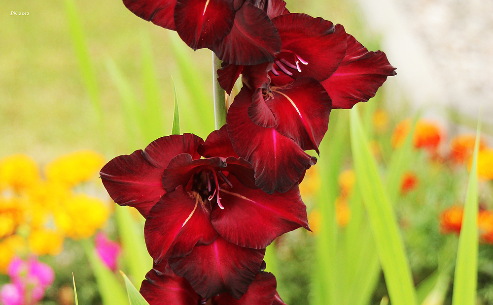 Gladiole