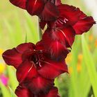 Gladiole