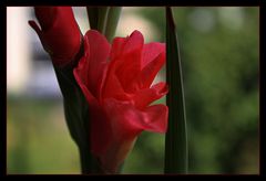 Gladiole