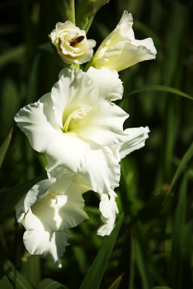 Gladiole