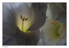 Gladiole