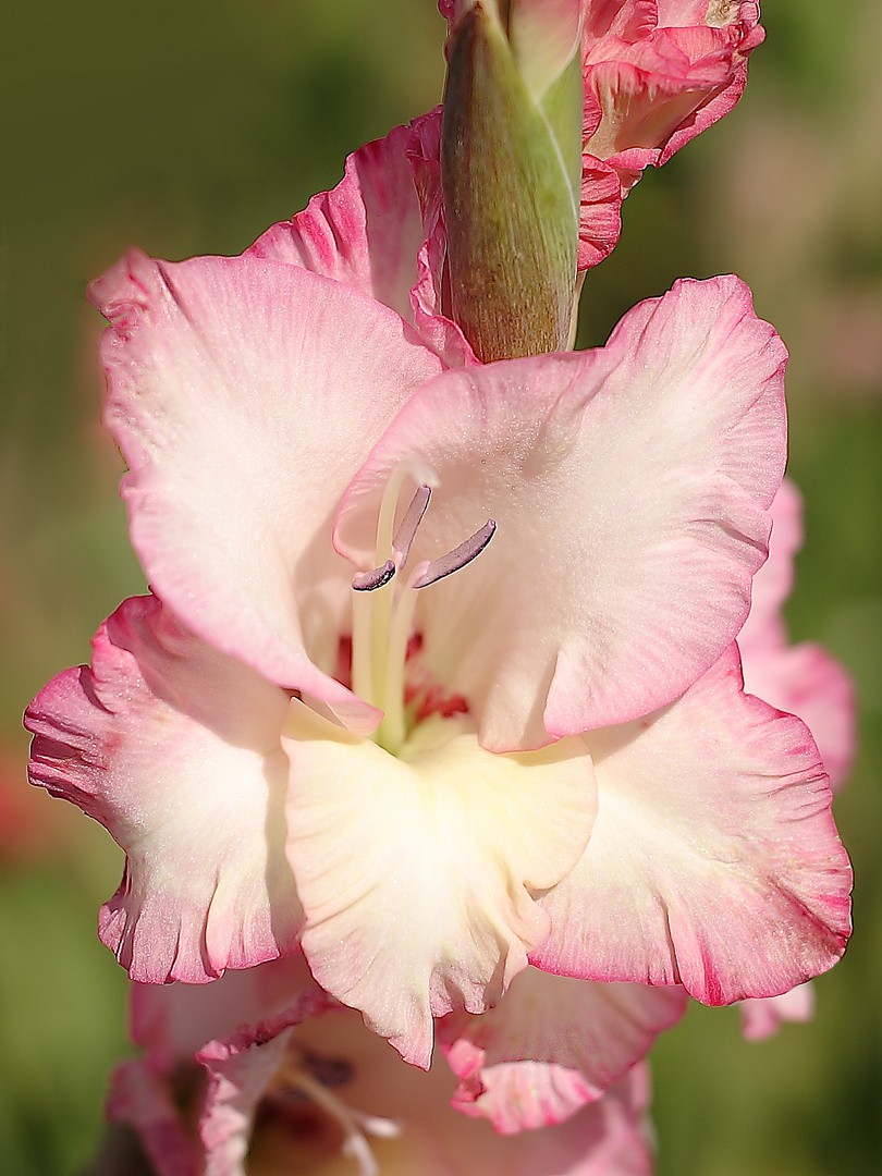 Gladiole