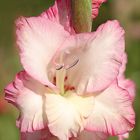 Gladiole