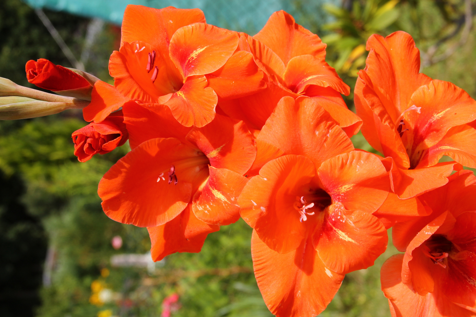 Gladiole