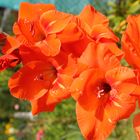 Gladiole