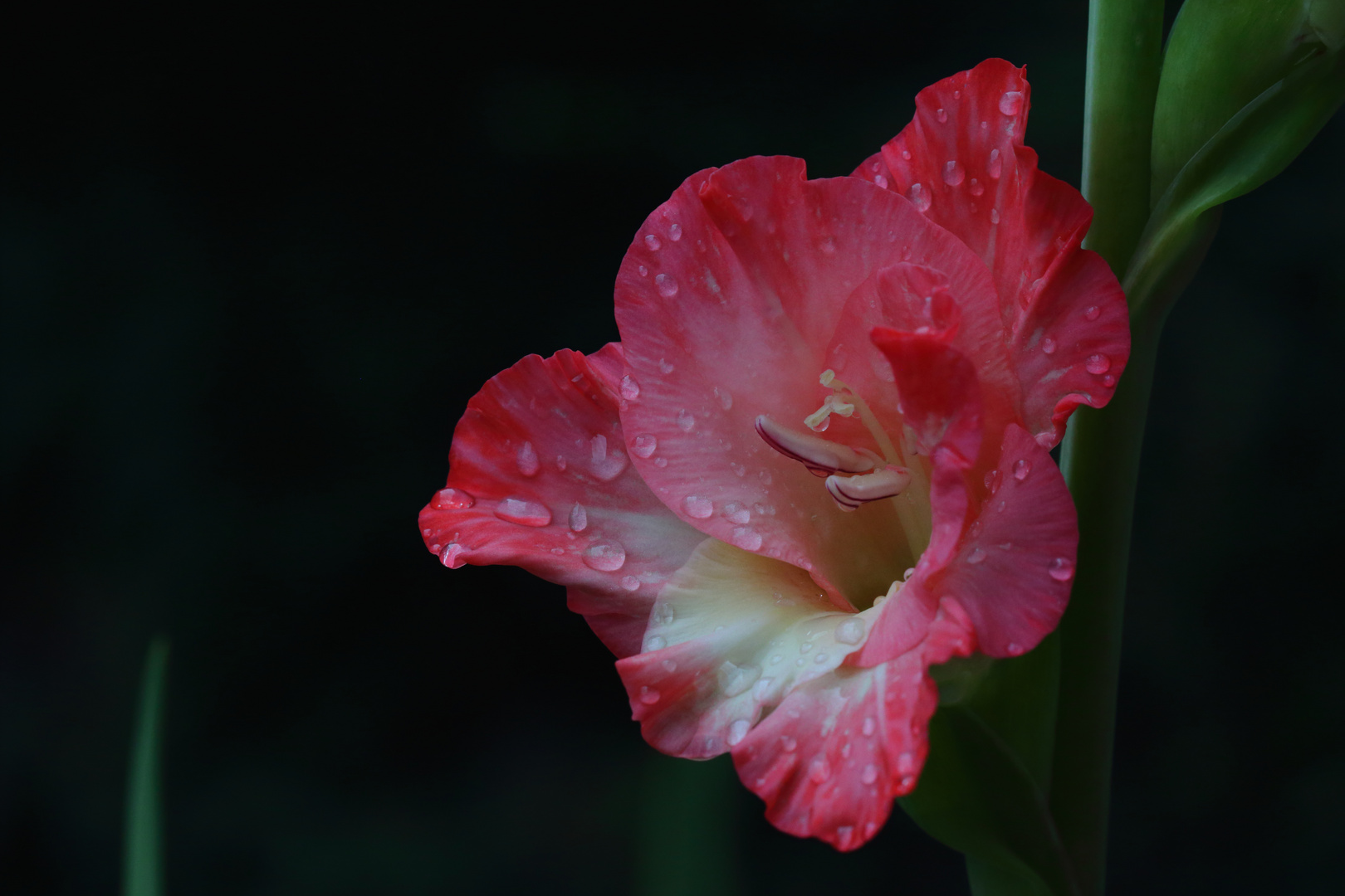 Gladiole