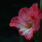 Gladiole