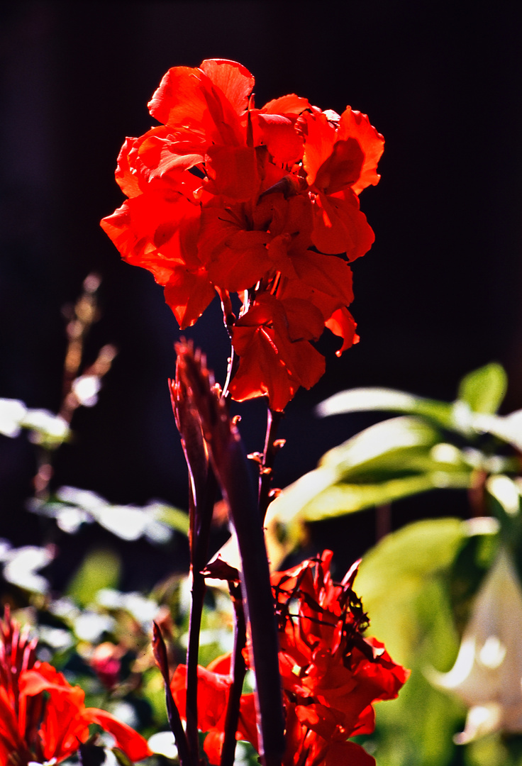 Gladiole