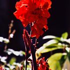 Gladiole