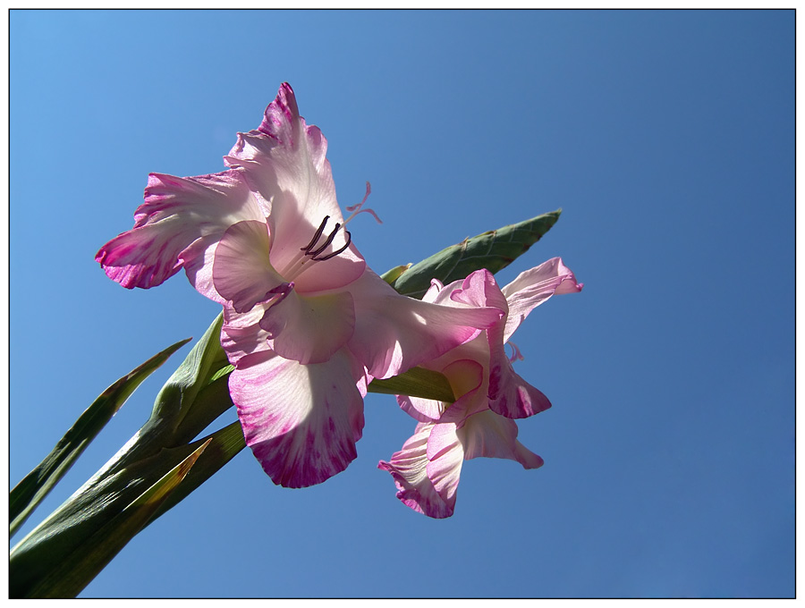 Gladiole