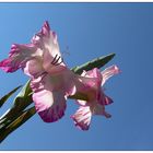 Gladiole