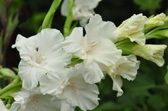 Gladiole