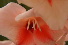 Gladiole