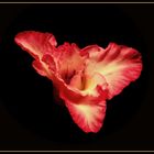 GLADIOLE