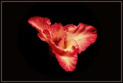 GLADIOLE