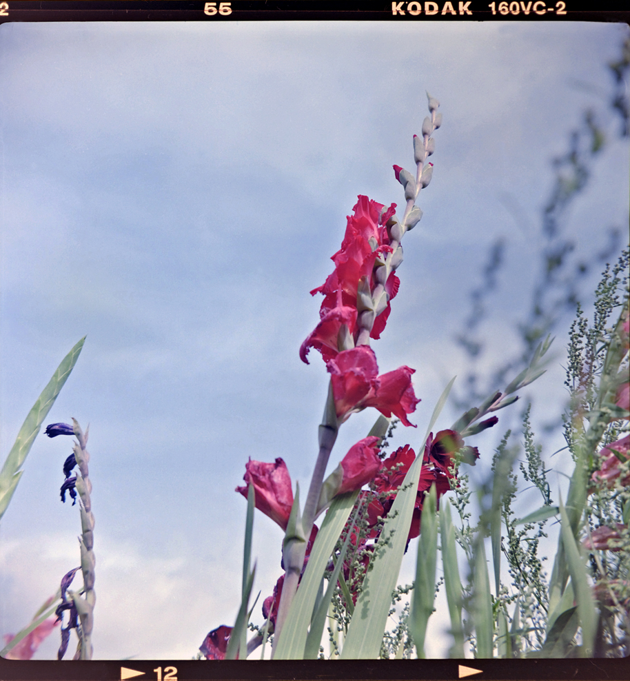 gladiole auf dem selbstpflückfeld........