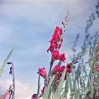 gladiole auf dem selbstpflückfeld........