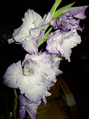 Gladiole aus dem Garten