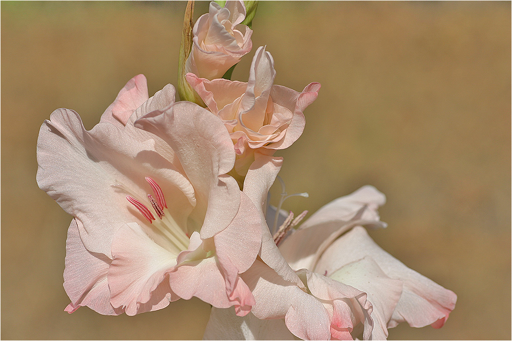 gladiole