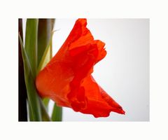 gladiole