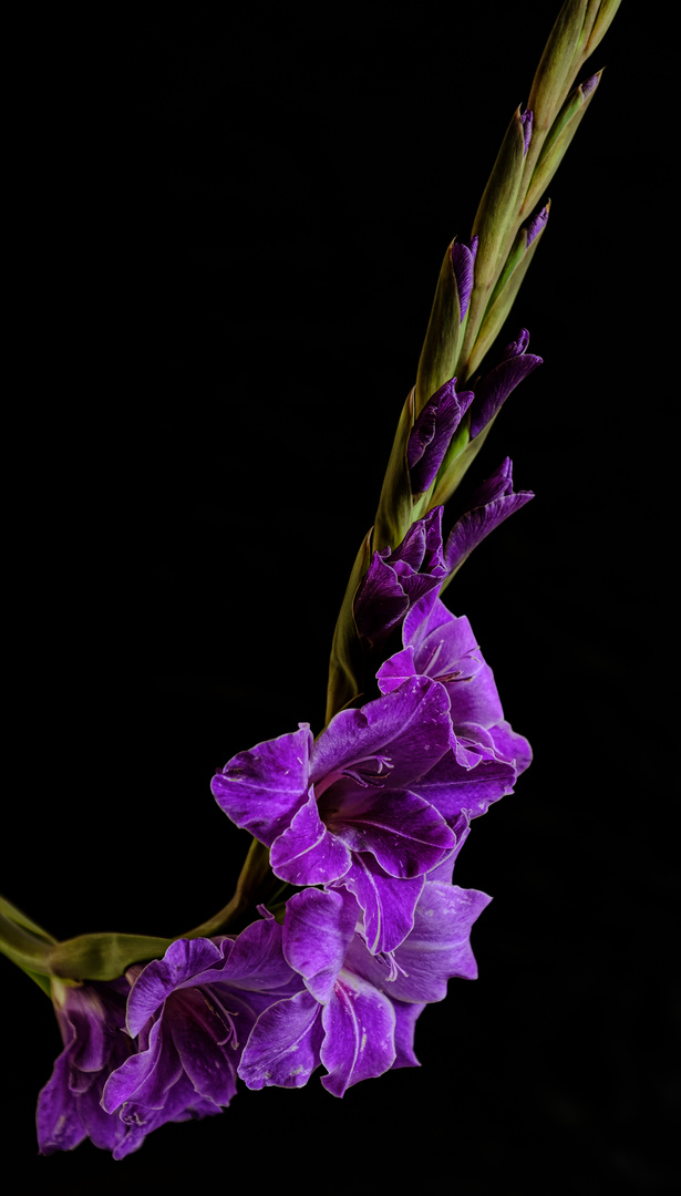 Gladiole