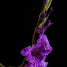 Gladiole