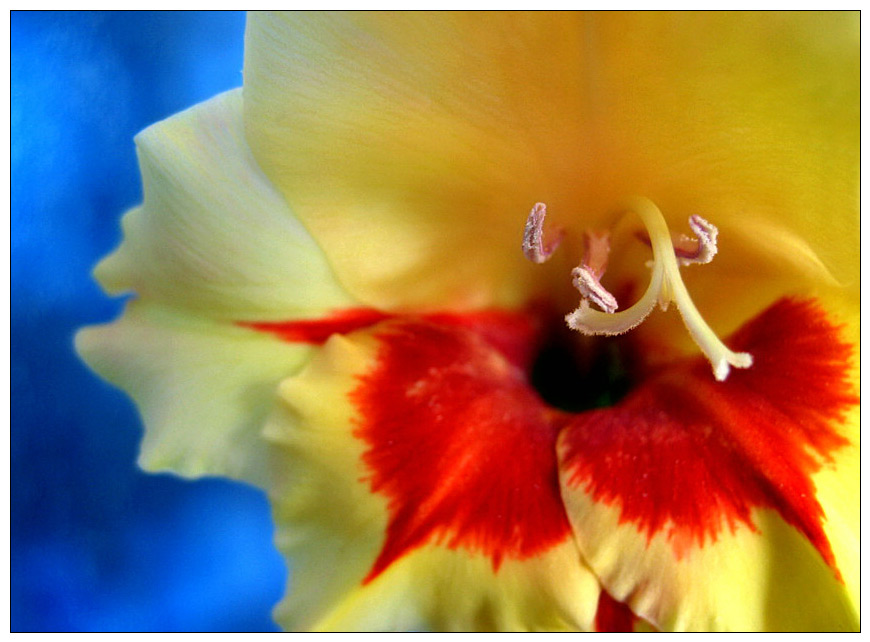 Gladiole