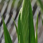 Gladiole