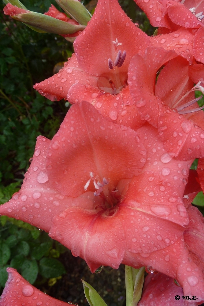 Gladiole